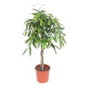 Ficus Amstel King gevlochten stam Everspring