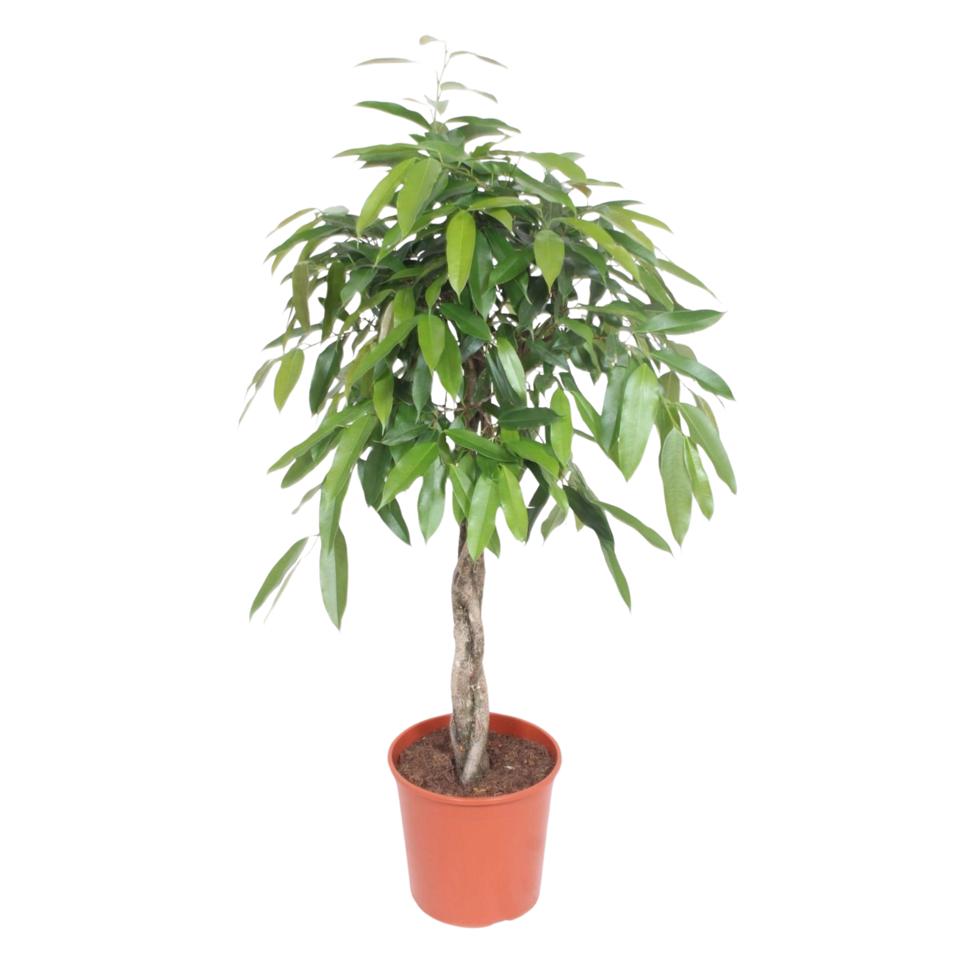 Ficus Amstel King gevlochten stam