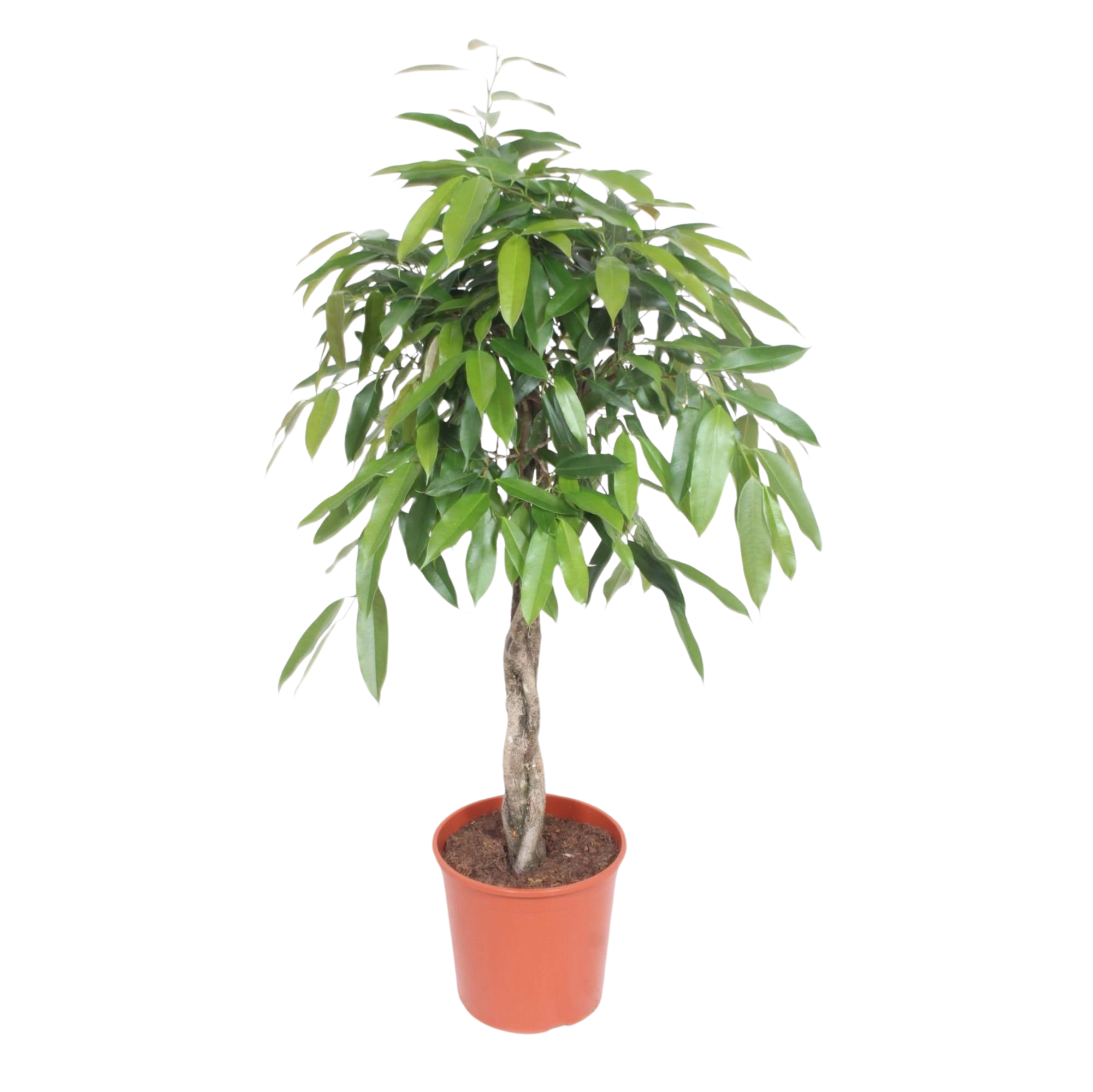 Ficus Amstel King gevlochten stam