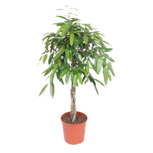 Ficus Amstel King gevlochten stam