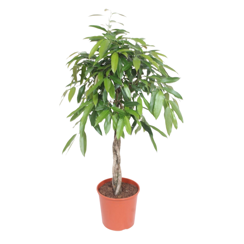 Ficus Amstel King gevlochten stam