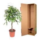 Ficus Amstel King gevlochten stam