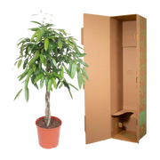 Ficus Amstel King gevlochten stam Everspring