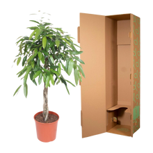 Ficus Amstel King gevlochten stam
