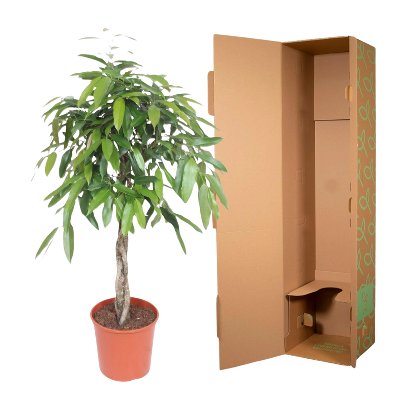 Ficus Amstel King gevlochten stam