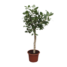 Ficus Benghalensis boom