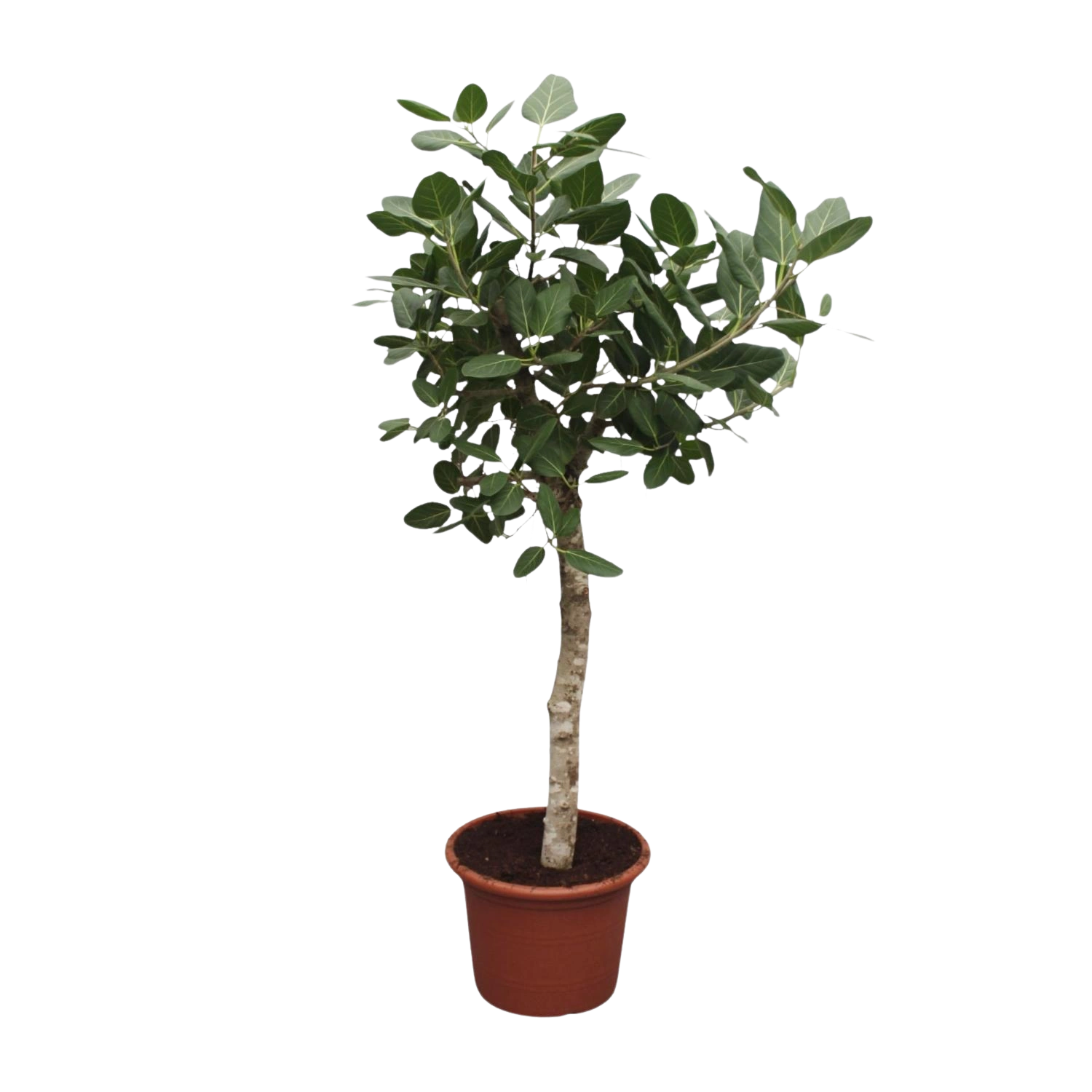 Ficus Benghalensis boom