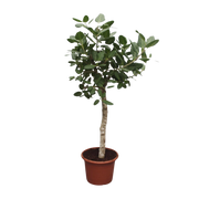 Ficus Benghalensis boom