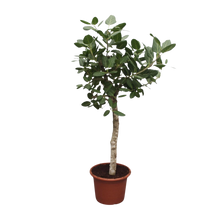Ficus Benghalensis boom