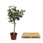 Ficus Benghalensis boom