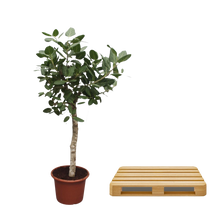 Ficus Benghalensis boom
