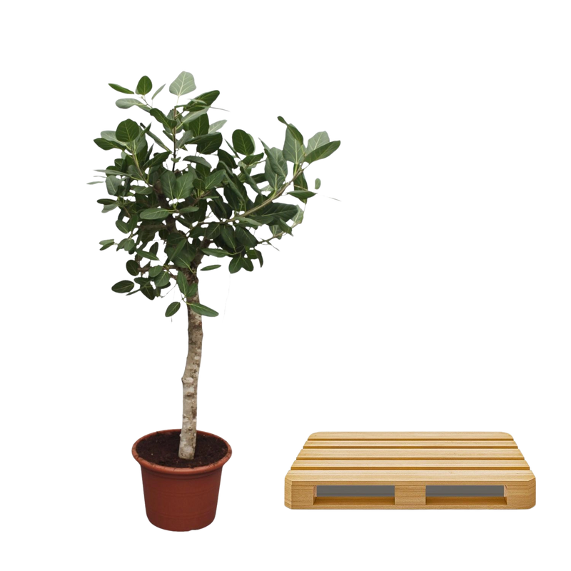 Ficus Benghalensis boom