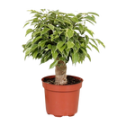 Ficus Benjamina ‘Kinky’