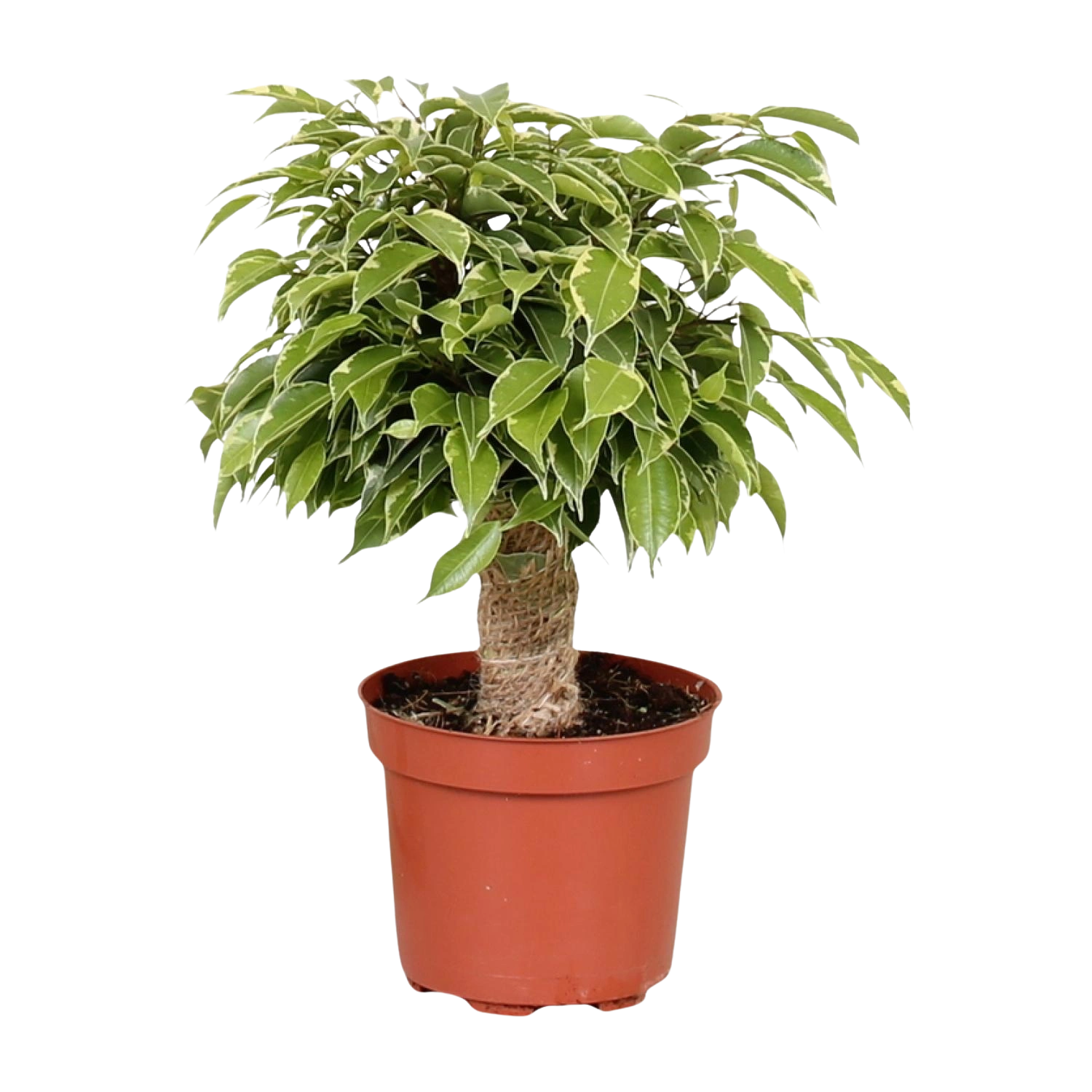 Ficus Benjamina ‘Kinky’