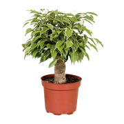 Ficus Benjamina ‘Kinky’