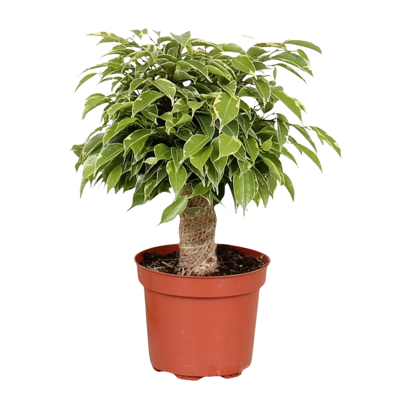 Ficus Benjamina ‘Kinky’