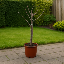 Ficus Carica op stam