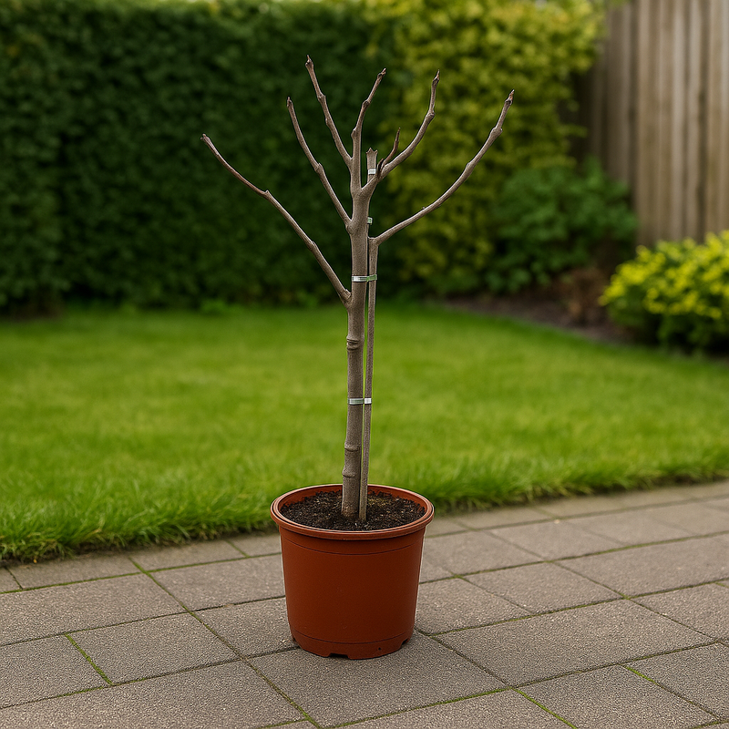 Ficus Carica op stam