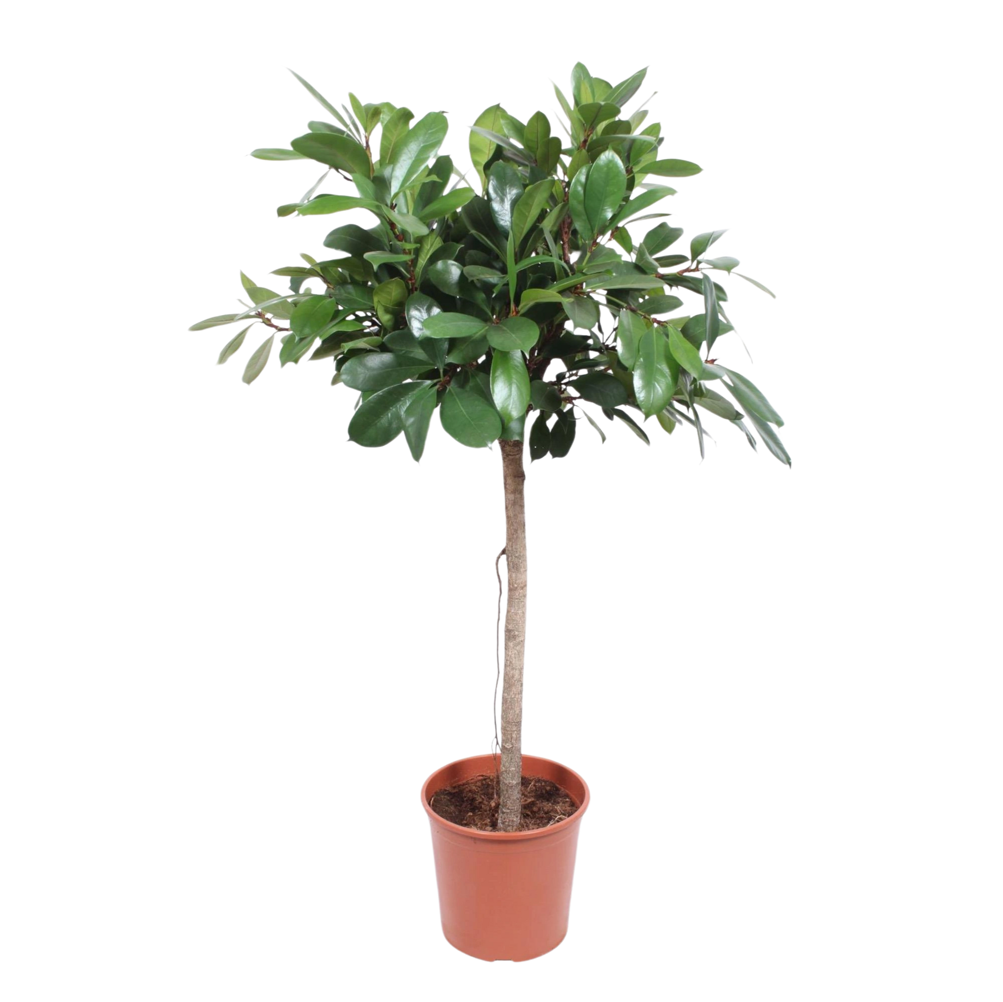 Ficus Cyathistipula boom