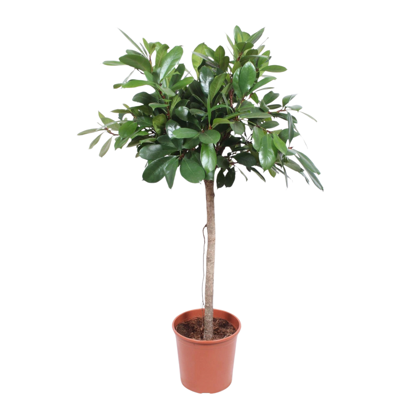 Ficus Cyathistipula boom