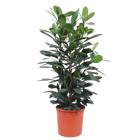 Ficus Cyathistipula struik