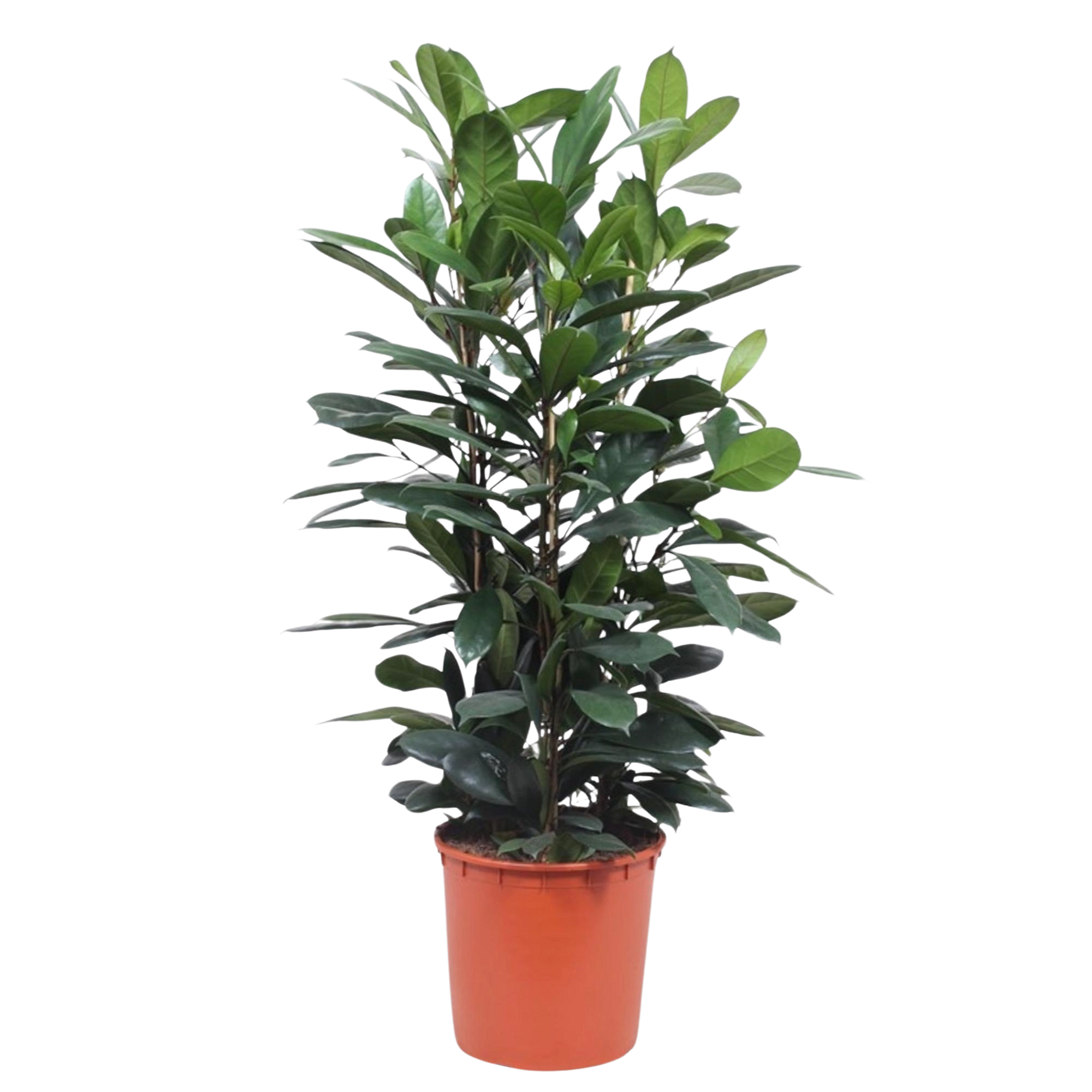 Ficus Cyathistipula struik