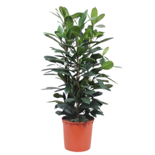 Ficus Cyathistipula struik
