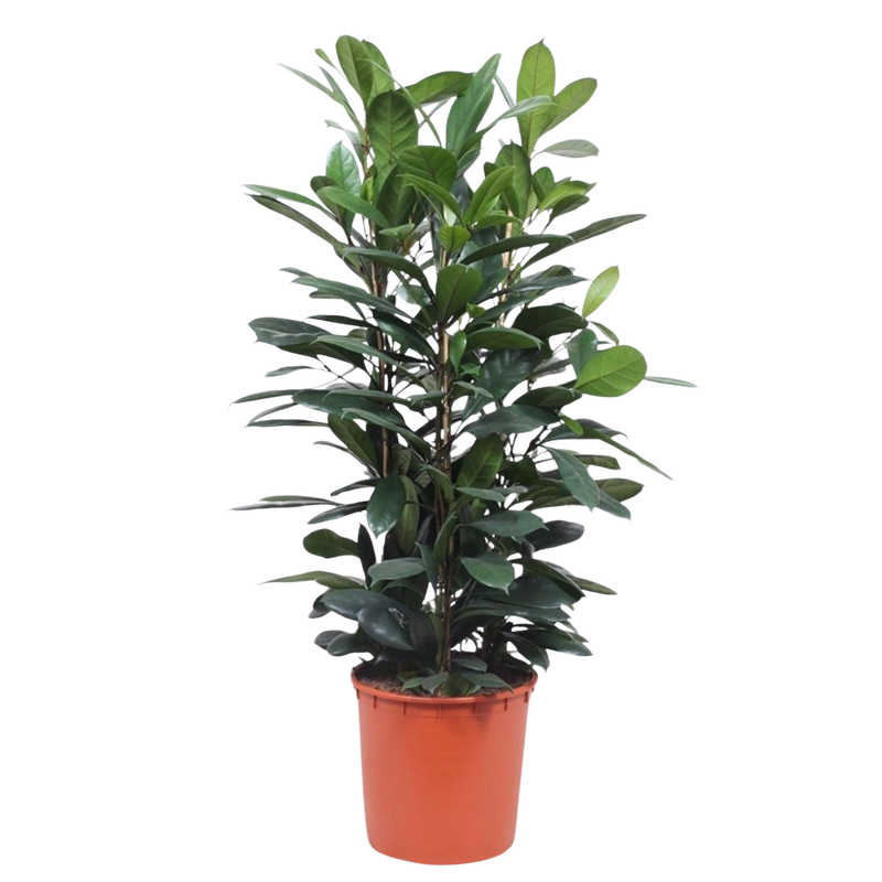 Ficus Cyathistipula struik