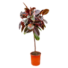 Ficus Elastica Belize op stam