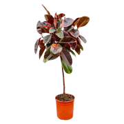 Ficus Elastica Belize op stam Everspring