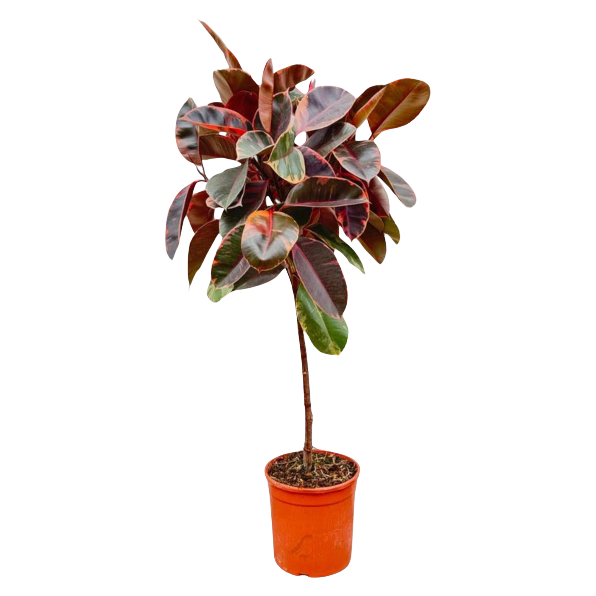 Ficus Elastica Belize op stam