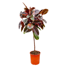 Ficus Elastica Belize op stam