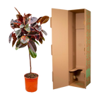 Ficus Elastica Belize op stam