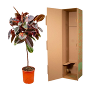 Ficus Elastica Belize op stam Everspring