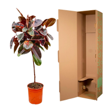 Ficus Elastica Belize op stam