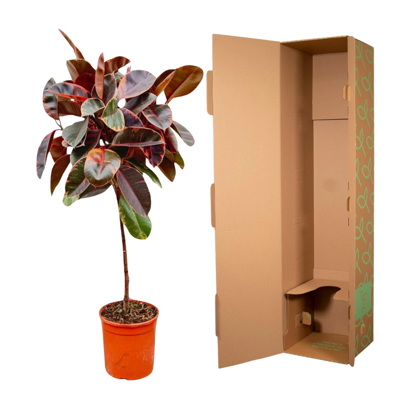 Ficus Elastica Belize op stam