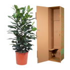 Ficus Cyathistipula struik