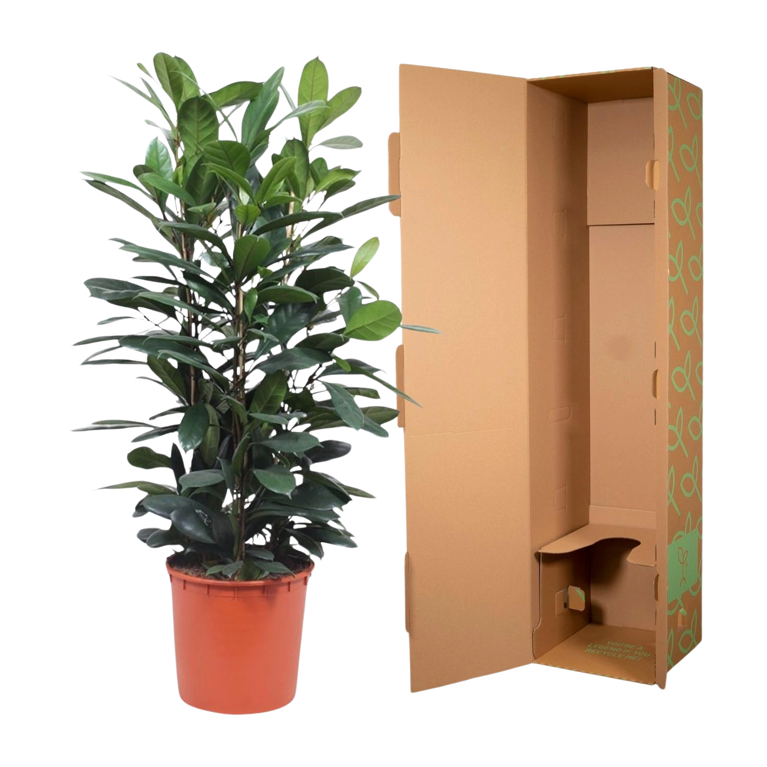 Ficus Cyathistipula struik