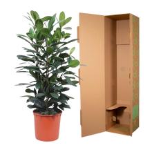 Ficus Cyathistipula struik