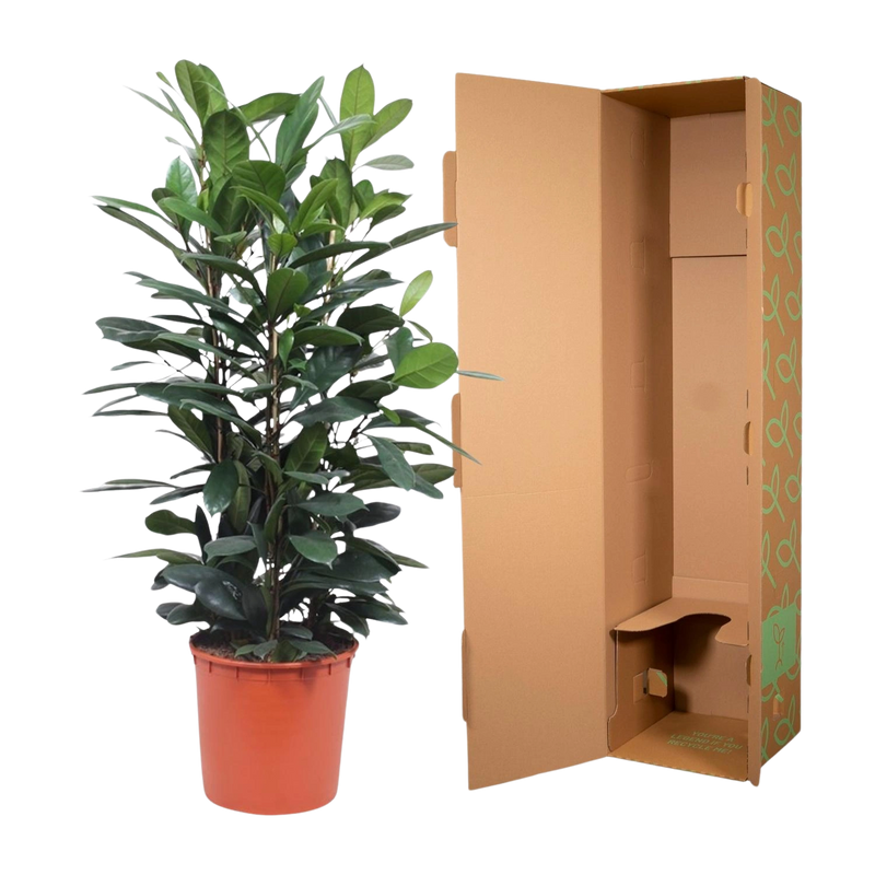 Ficus Cyathistipula struik