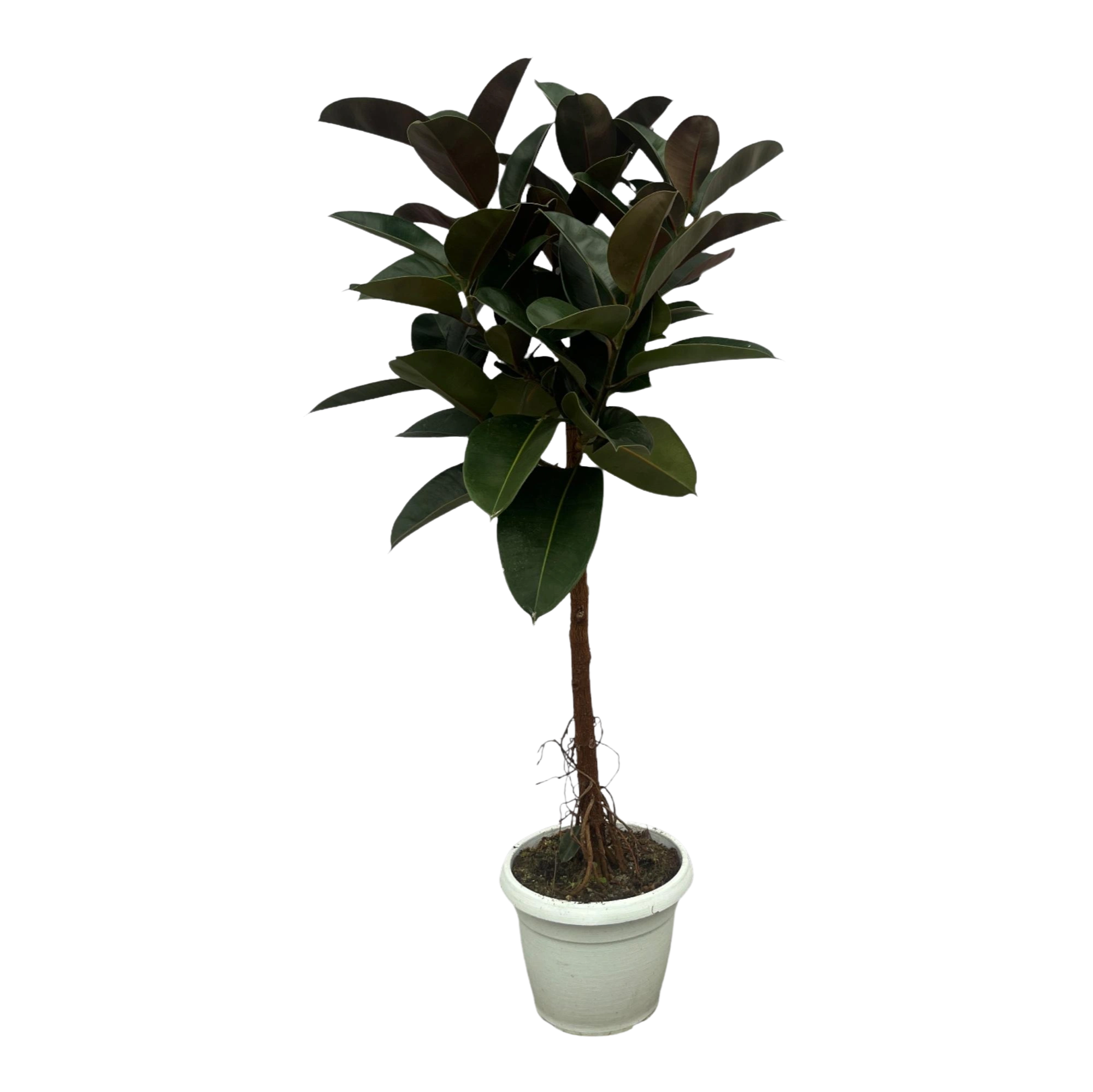 Ficus Elastica Robusta stam