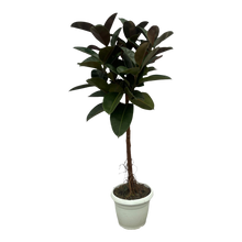 Ficus Elastica Robusta stam
