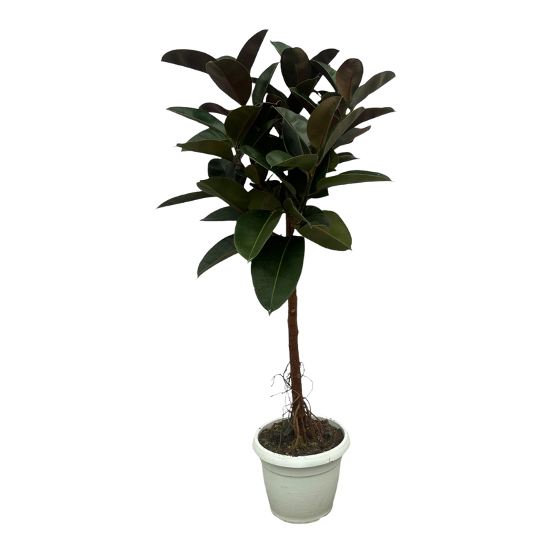 Ficus Elastica Robusta stam