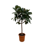 Ficus Elastica Robusta stam