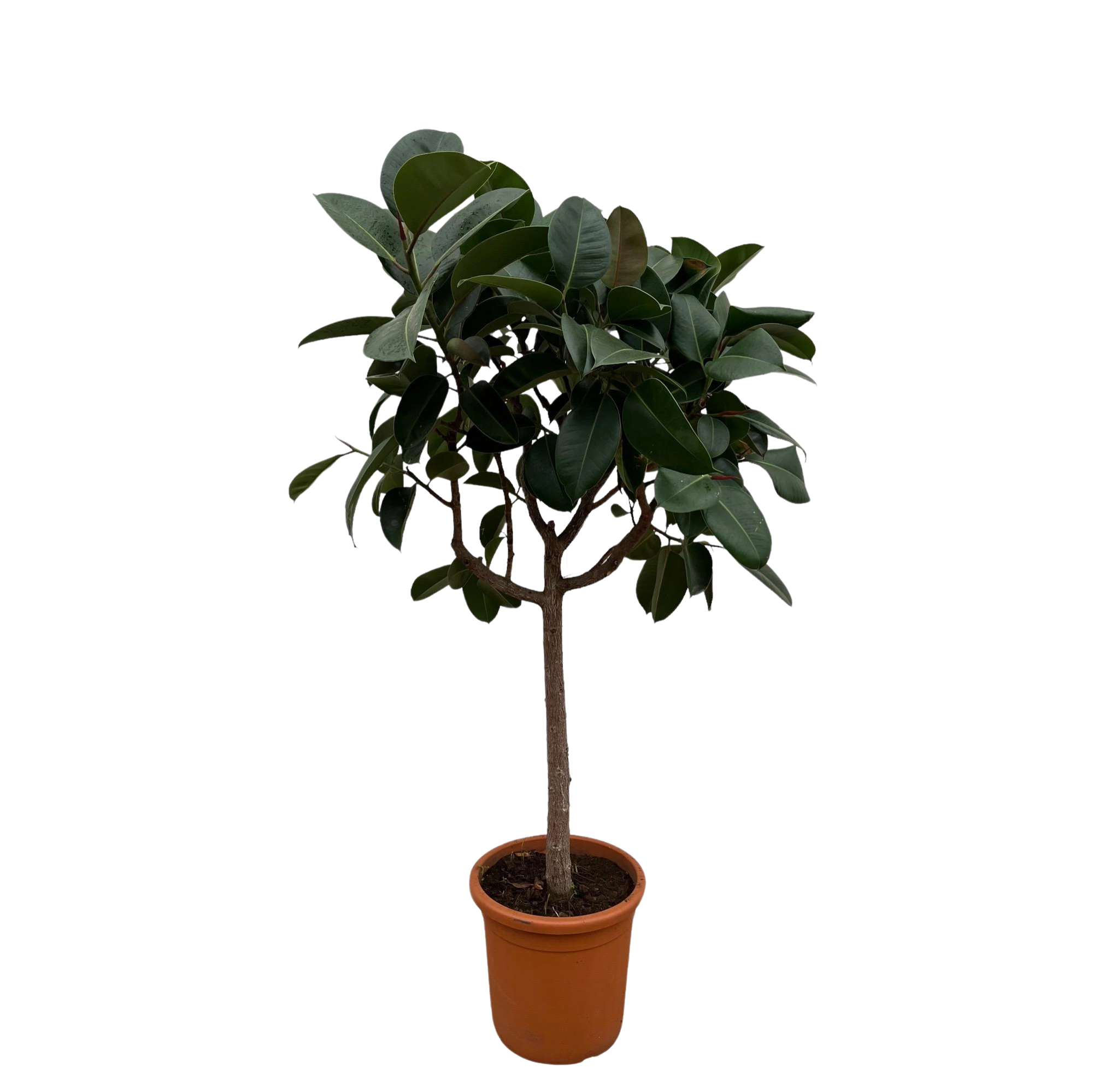 Ficus Elastica Robusta stam