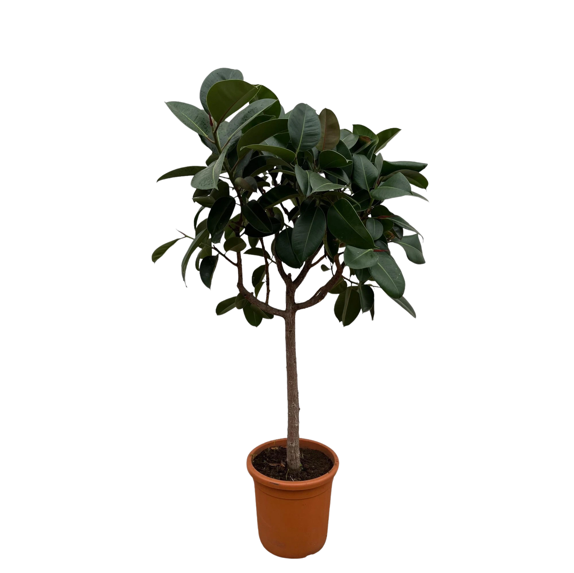 Ficus Elastica Robusta stam