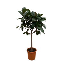 Ficus Elastica Robusta stam