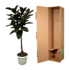 Ficus Elastica Robusta stam