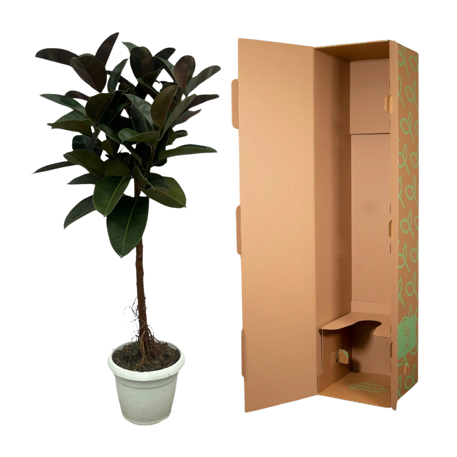 Ficus Elastica Robusta stam