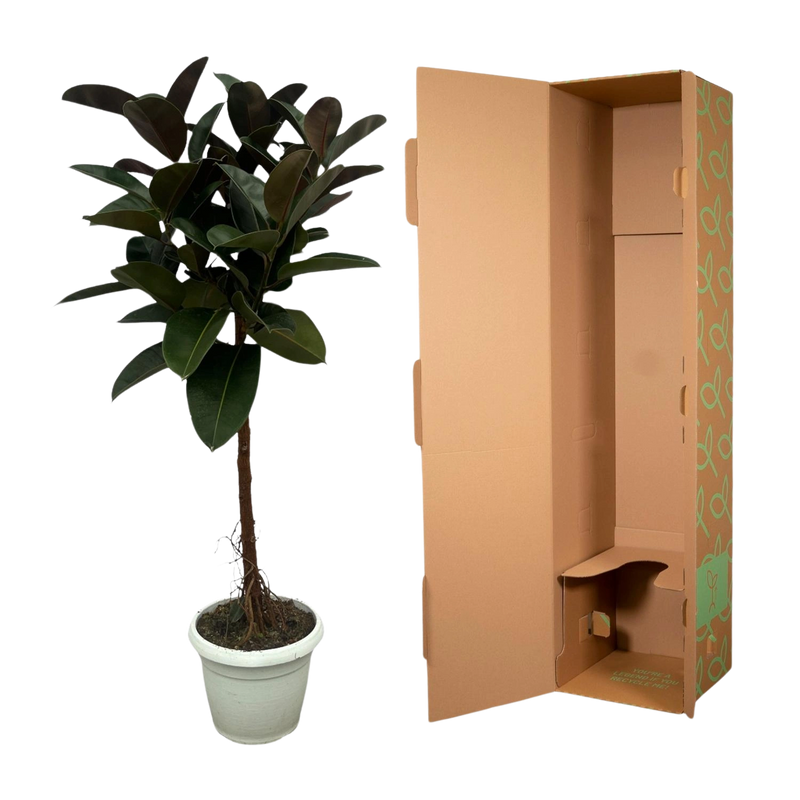 Ficus Elastica Robusta stam